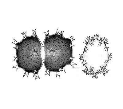 Image de Xanthidium armatum