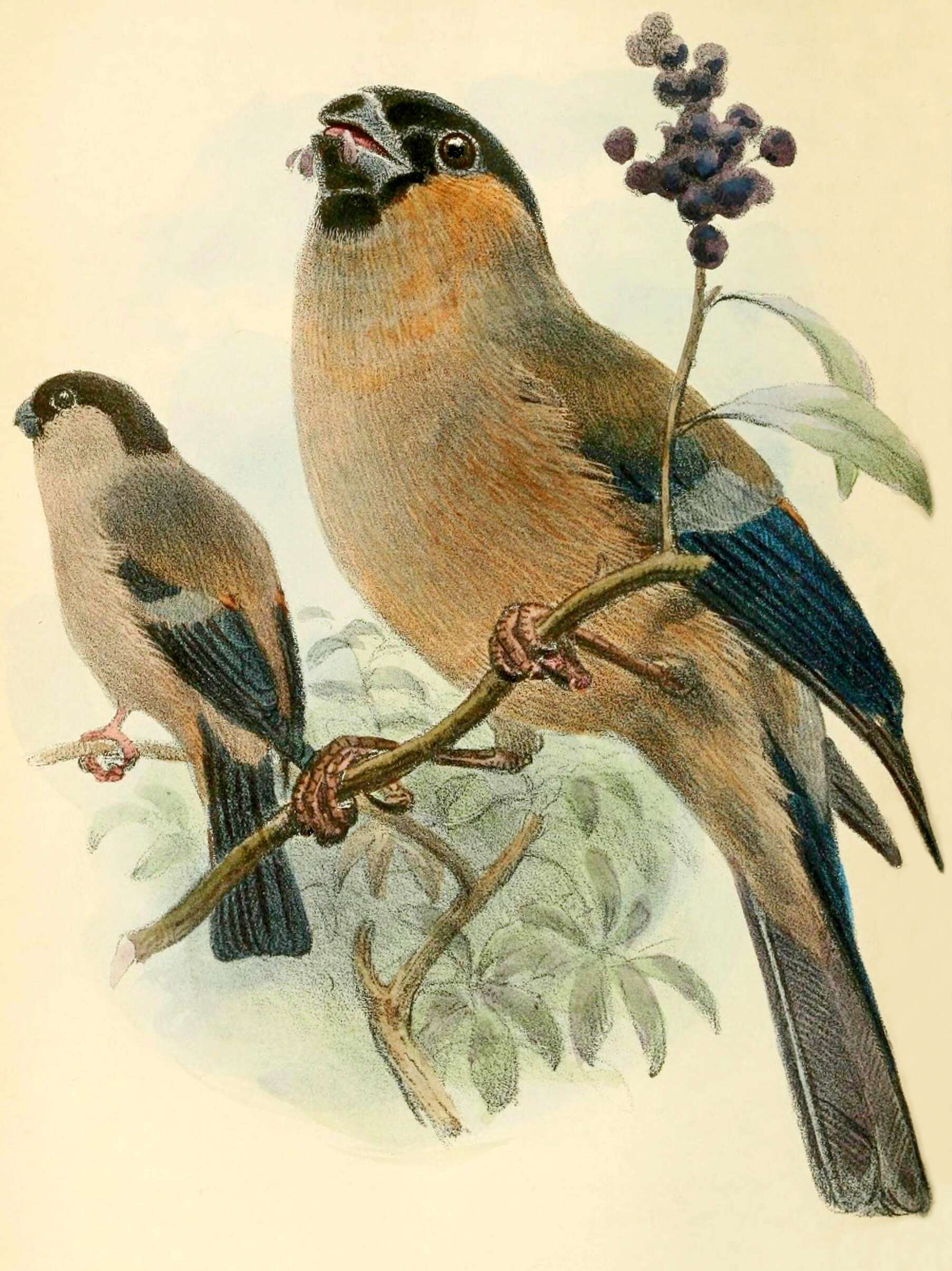Image of Azores Bullfinch