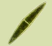 Image of Closterium lunula