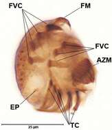 Image of Aspidisca lynceus