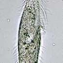 Sivun Stichotricha aculeata kuva