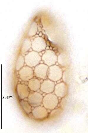 Image of Trinematidae