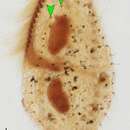 Gonostomum affine的圖片