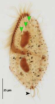 Gonostomum affine的圖片