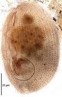 Image of Pleuronema coronatum