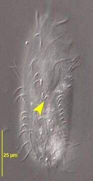 Image of Gonostomum strenuum