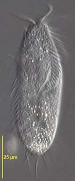 Image of Gonostomum strenuum