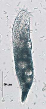 Image of Pseudouroleptus caudatus