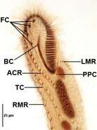 Spirofilidae的圖片