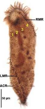Image of Pseudouroleptus caudatus