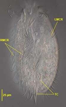 Image of Stylonychinae