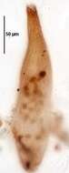 Image of Homalozoon vermiculare