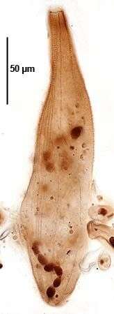 Image of Homalozoon vermiculare