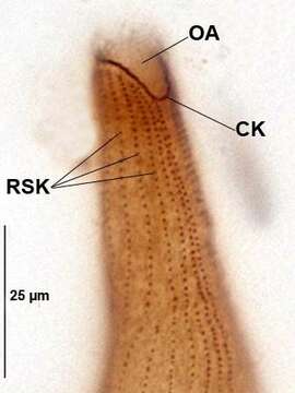 Image of Homalozoon vermiculare