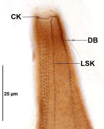 Image of Homalozoon vermiculare