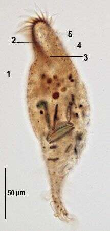 Uroleptus piscis (O. F. Müller 1773) Ehrenberg 1831的圖片