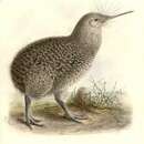 Image of Little Spotted Kiwi