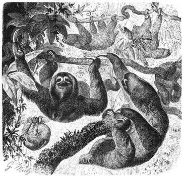 Image of three-toed sloths