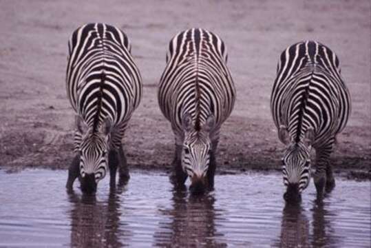 Image of Asses and Zebras