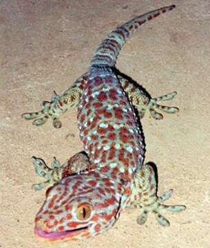 Image of Tropical Asian Geckos