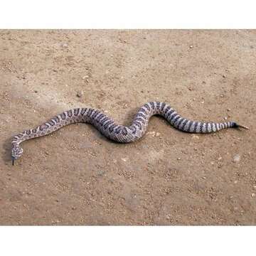 Image of Prairie Rattlesnake