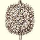 Image of Stylosphaera melpomene Haeckel 1887