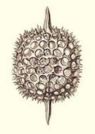 Image of Stylosphaera melpomene Haeckel 1887