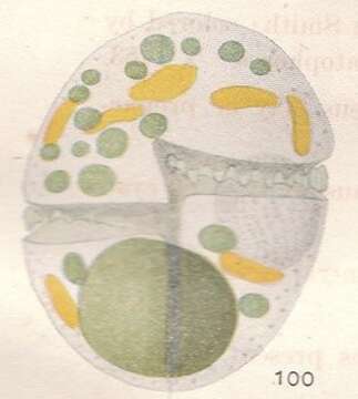 Image of Gymnodinium flavum Kofoid & Swezy 1921