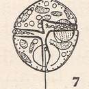 صورة Gymnodinium flavum Kofoid & Swezy 1921