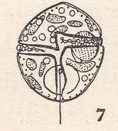 Gymnodinium flavum Kofoid & Swezy 1921的圖片