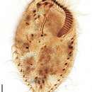 Stylonychia pustulata的圖片