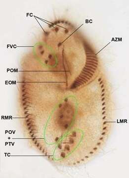 Image of Stylonychia pustulata