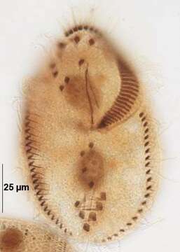 Image of Stylonychia pustulata