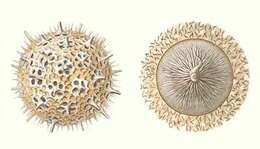 Imagem de Haeckeliana Haeckel 1887