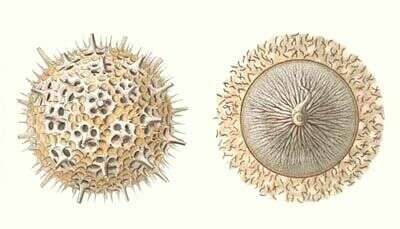 Imagem de Haeckeliana Haeckel 1887