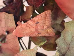 Image of Agrochola verberata Smith 1904