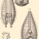 Image of Coelographis regina Haeckel