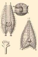 Image of Coelographis regina Haeckel