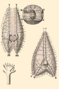 Image of Coelographis regina Haeckel