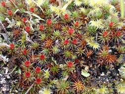 Image of Polytrichum moss