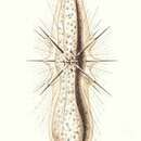 Image de Amphibelone cultellata Haeckel 1887