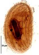 Image of Pseudomicrothorax dubius