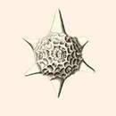 Image of Hexalaspis heliodiscus Haeckel 1887