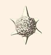 Sivun Hexalaspis heliodiscus Haeckel 1887 kuva