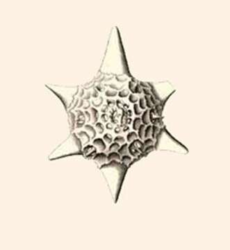 Image of Hexalaspis heliodiscus Haeckel 1887