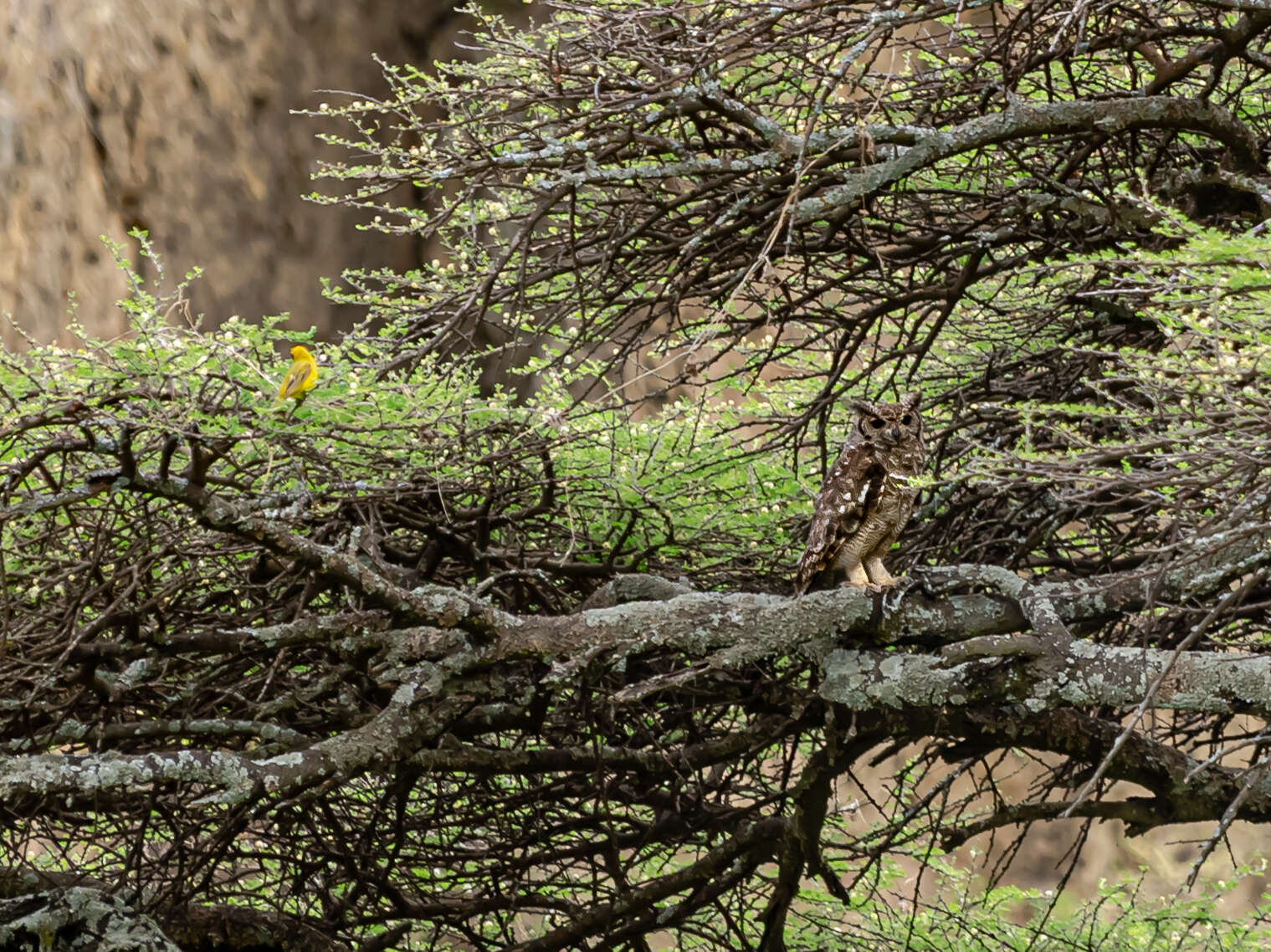 Image of Greyish Eagle-Owl