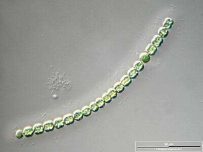 Image of Terrabacteria