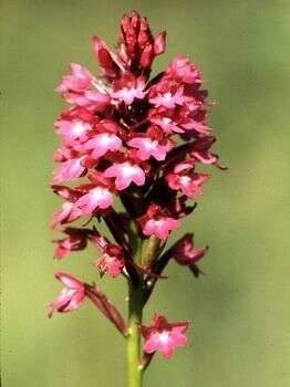 صورة Anacamptis pyramidalis (L.) Rich.