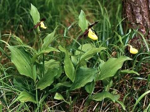 Imagem de Cypripedium