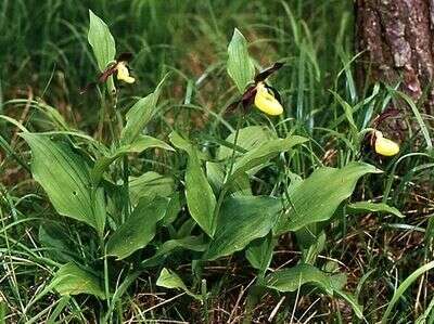 Image of Slipper orchids